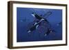 Blue Orcas-Graeme Stevenson-Framed Giclee Print