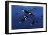 Blue Orcas-Graeme Stevenson-Framed Giclee Print