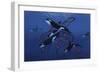 Blue Orcas-Graeme Stevenson-Framed Giclee Print