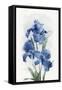Blue Orchid Bunch-Jacob Q-Framed Stretched Canvas