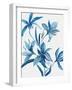 Blue Orchid II-Asia Jensen-Framed Art Print
