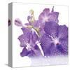 Blue Orchid-null-Stretched Canvas