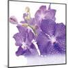 Blue Orchid-null-Mounted Art Print