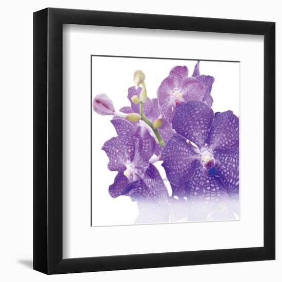 Blue Orchid-null-Framed Art Print