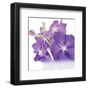 Blue Orchid-null-Framed Art Print