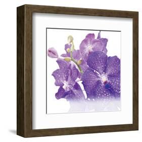 Blue Orchid-null-Framed Art Print