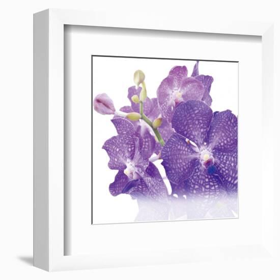 Blue Orchid-null-Framed Art Print