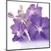 Blue Orchid-null-Mounted Art Print