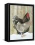 Blue Orpington Domestic Chicken, in Snow, USA-Lynn M. Stone-Framed Stretched Canvas