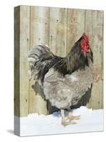 Blue Orpington Domestic Chicken, in Snow, USA-Lynn M. Stone-Stretched Canvas