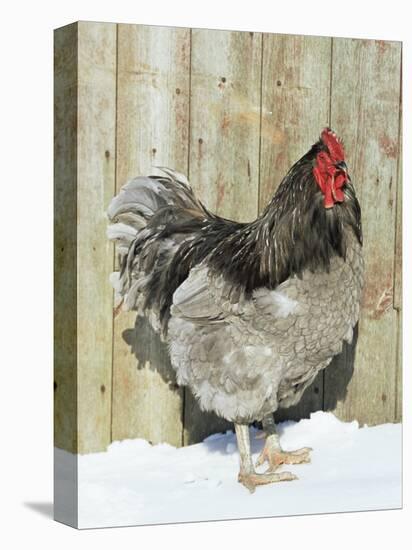 Blue Orpington Domestic Chicken, in Snow, USA-Lynn M. Stone-Stretched Canvas