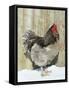 Blue Orpington Domestic Chicken, in Snow, USA-Lynn M. Stone-Framed Stretched Canvas