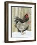 Blue Orpington Domestic Chicken, in Snow, USA-Lynn M. Stone-Framed Premium Photographic Print