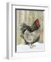 Blue Orpington Domestic Chicken, in Snow, USA-Lynn M. Stone-Framed Premium Photographic Print