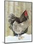 Blue Orpington Domestic Chicken, in Snow, USA-Lynn M. Stone-Mounted Premium Photographic Print