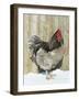 Blue Orpington Domestic Chicken, in Snow, USA-Lynn M. Stone-Framed Photographic Print