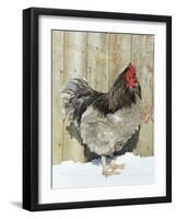 Blue Orpington Domestic Chicken, in Snow, USA-Lynn M. Stone-Framed Photographic Print