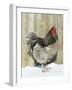 Blue Orpington Domestic Chicken, in Snow, USA-Lynn M. Stone-Framed Photographic Print