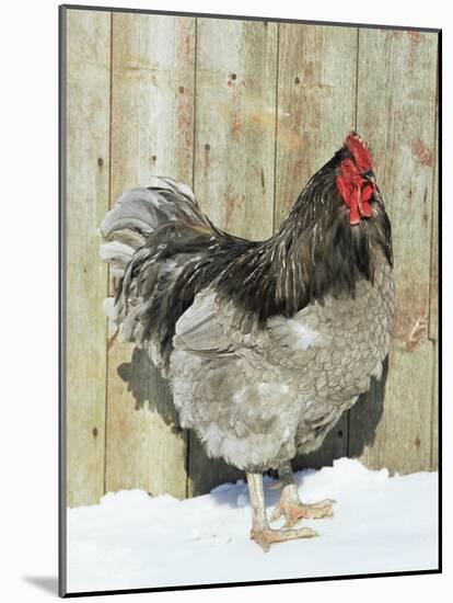Blue Orpington Domestic Chicken, in Snow, USA-Lynn M. Stone-Mounted Photographic Print
