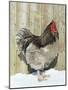 Blue Orpington Domestic Chicken, in Snow, USA-Lynn M. Stone-Mounted Photographic Print