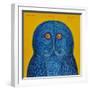 Blue Owl, 2015-Tamas Galambos-Framed Giclee Print