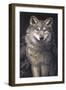 Blue Owl - Wolf-Penny Wagner-Framed Premium Giclee Print