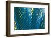 Blue Palms, Antibes-Caroyl La Barge-Framed Photographic Print