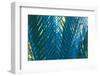 Blue Palms, Antibes-Caroyl La Barge-Framed Photographic Print