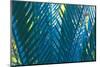 Blue Palms, Antibes-Caroyl La Barge-Mounted Photographic Print