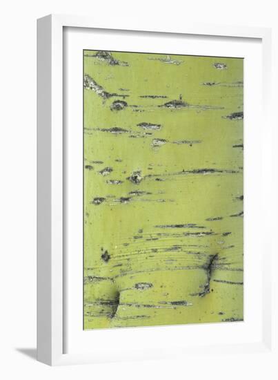 Blue Palo Verde (Cercidium floridum) close-up of bark, Arizona, USA-Martin Withers-Framed Photographic Print