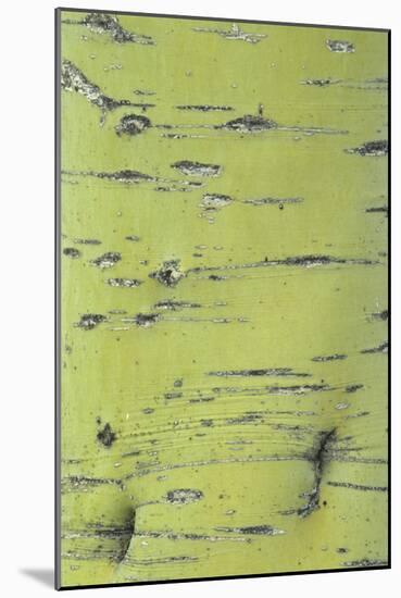 Blue Palo Verde (Cercidium floridum) close-up of bark, Arizona, USA-Martin Withers-Mounted Photographic Print