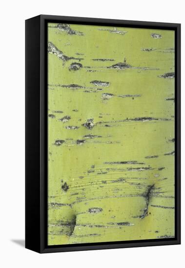 Blue Palo Verde (Cercidium floridum) close-up of bark, Arizona, USA-Martin Withers-Framed Stretched Canvas