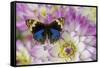 Blue pansy butterfly, Junonia orithya on pink and white Dahlia-Darrell Gulin-Framed Stretched Canvas