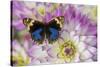 Blue pansy butterfly, Junonia orithya on pink and white Dahlia-Darrell Gulin-Stretched Canvas