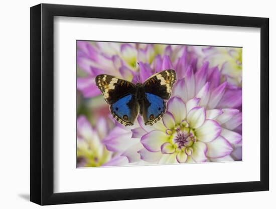 Blue pansy butterfly, Junonia orithya on pink and white Dahlia-Darrell Gulin-Framed Photographic Print