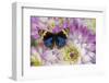 Blue pansy butterfly, Junonia orithya on pink and white Dahlia-Darrell Gulin-Framed Photographic Print