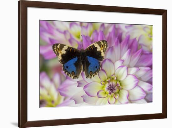 Blue pansy butterfly, Junonia orithya on pink and white Dahlia-Darrell Gulin-Framed Photographic Print