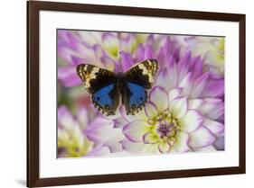 Blue pansy butterfly, Junonia orithya on pink and white Dahlia-Darrell Gulin-Framed Photographic Print