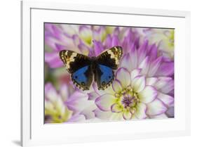 Blue pansy butterfly, Junonia orithya on pink and white Dahlia-Darrell Gulin-Framed Photographic Print