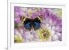 Blue pansy butterfly, Junonia orithya on pink and white Dahlia-Darrell Gulin-Framed Photographic Print