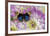 Blue pansy butterfly, Junonia orithya on pink and white Dahlia-Darrell Gulin-Framed Photographic Print