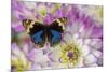 Blue pansy butterfly, Junonia orithya on pink and white Dahlia-Darrell Gulin-Mounted Photographic Print