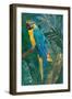 Blue parrot in the rainforest-Sarah Manovski-Framed Giclee Print