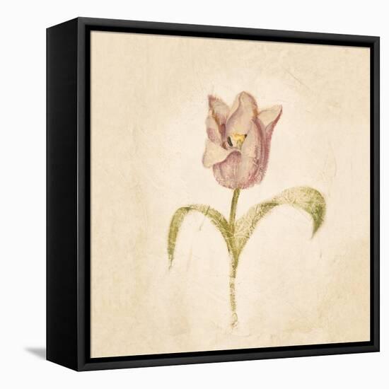 Blue Parrot Tulip on White Crop-Cheri Blum-Framed Stretched Canvas