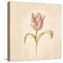 Blue Parrot Tulip on White Crop-Cheri Blum-Stretched Canvas