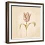 Blue Parrot Tulip on White Crop-Cheri Blum-Framed Art Print