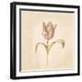 Blue Parrot Tulip on White Crop-Cheri Blum-Framed Art Print