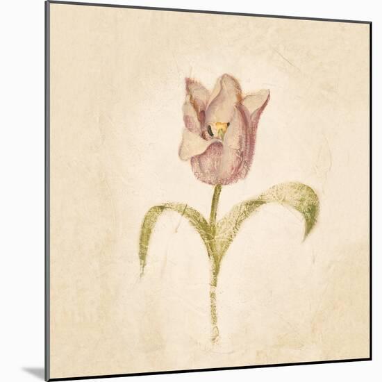 Blue Parrot Tulip on White Crop-Cheri Blum-Mounted Art Print