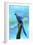 Blue Parrot-Ata Alishahi-Framed Giclee Print