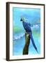 Blue Parrot-Ata Alishahi-Framed Giclee Print